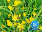 Preview: Gelbe Binsenlilie - Sisyrinchium californicum